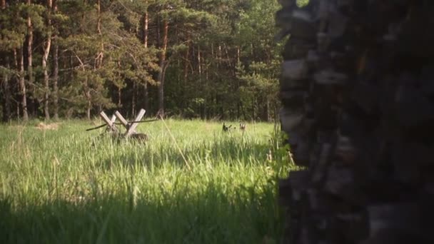 Pila de leña en el bosque . — Vídeos de Stock