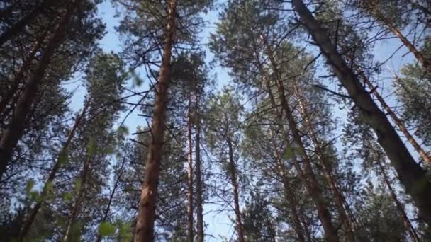 Floresta de coníferas e céu azul — Vídeo de Stock