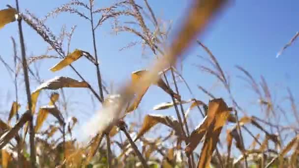 Campo de maíz al atardecer. Cielo azul — Vídeos de Stock