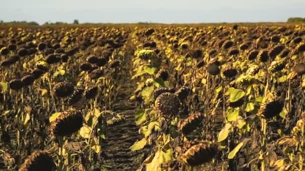 Droge zonnebloemen op het veld in de herfst. — Stockvideo