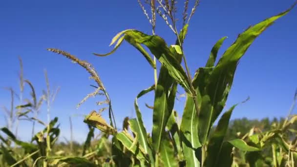Viento en campo de maíz — Vídeos de Stock