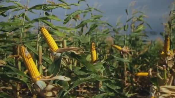 Milho de campo com erva daninha . — Vídeo de Stock