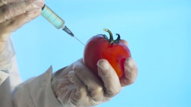 Bilim adamı domatese şırınga enjekte etti