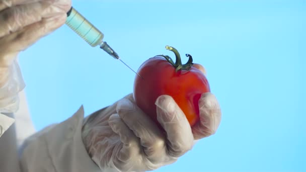 Wissenschaftler spritzt Tomate mit Spritze — Stockvideo