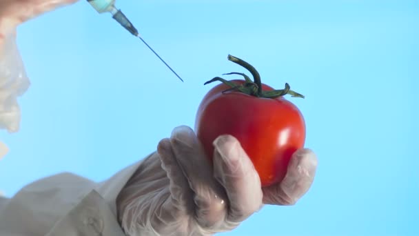 Рука вводит шприц с зеленым жидким гмо в помидор на голубом фоне — стоковое видео