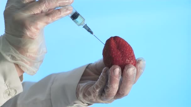 Lo scienziato inietta fragola con una siringa . — Video Stock