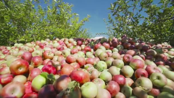 Beaucoup de pommes dans une boîte en bois — Video