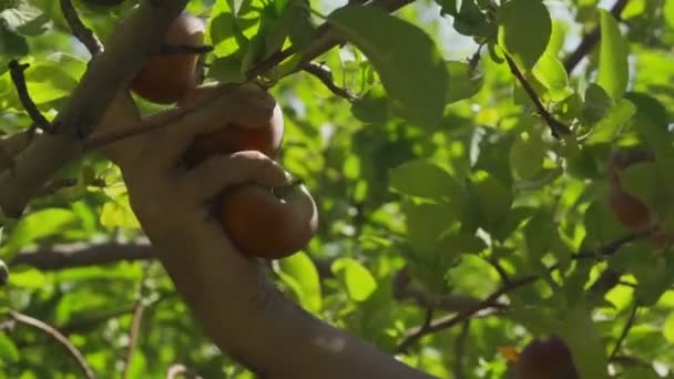 Man hand collecting ripe apple from Apple tree in garden on summer sunny day — Stock Video