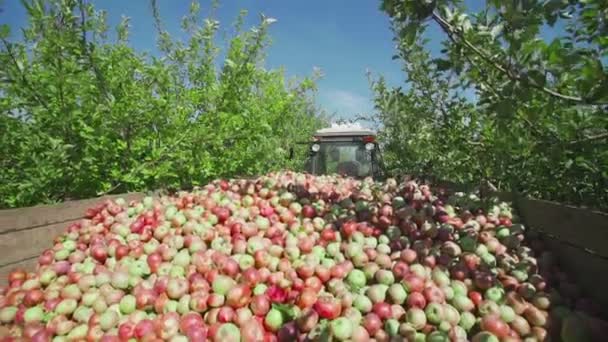 Tractor transporte contenedor de madera lleno de frutas de manzana — Vídeo de stock