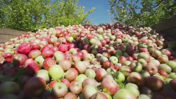 Frutas maduras são coletadas em um recipiente de madeira — Vídeo de Stock