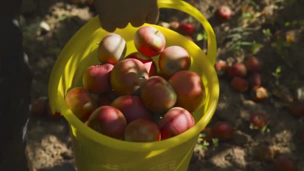 Agricultor en guantes recogiendo manzana en cubo — Vídeo de stock