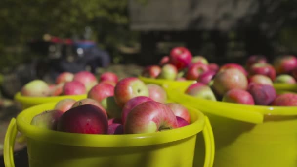 Las manzanas cosechan en un cubo en un suelo en el jardín. — Vídeos de Stock