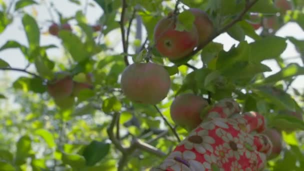 Agricultor con guantes recogiendo manzanas maduras del árbol . — Vídeos de Stock