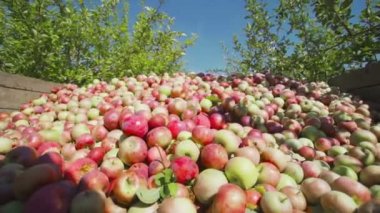 Elma meyvedolu traktör taşıma ahşap konteyner
