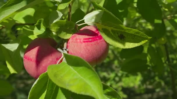 Ripe apple growing in the garden — Stock Video