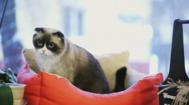 Kötü kedi içinde siyah beyaz kedi