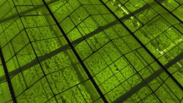 Vue aérienne - Vue extérieure de la serre avec lumières LED allumées pour les plantes en croissance.