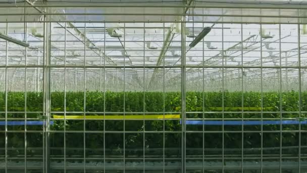 Промышленная теплица с ровными рядами растений внутри. Современное сельское хозяйство: выращивание огурцов в автоматизированной теплице . — стоковое видео