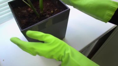 Yeşil eldivenli kadın kapalı bitkinin tenceresini kaldırın ve hareket ettirin