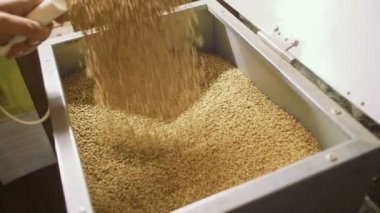 Bira üretiminde kaynamış malt. Adam bir kutuya malt döker.