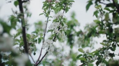 Bahar elma bahçesi iyi güneşli havalarda.