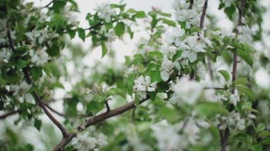 Çiçek açan elma ağacının dalları.