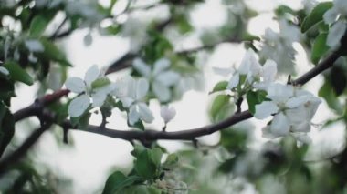 elma dal çiçek ve bir tomurcuk.