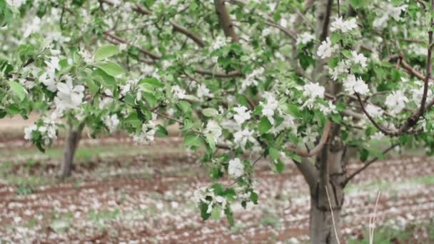 La flor del color rosado del manzano, a la rama. Balanceándose en el viento. Primer plano . — Vídeo de stock