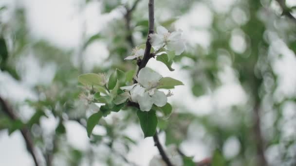 Bahar, elma ağaçları, çiçekli meyve bahçesi, yakın çekim. — Stok video