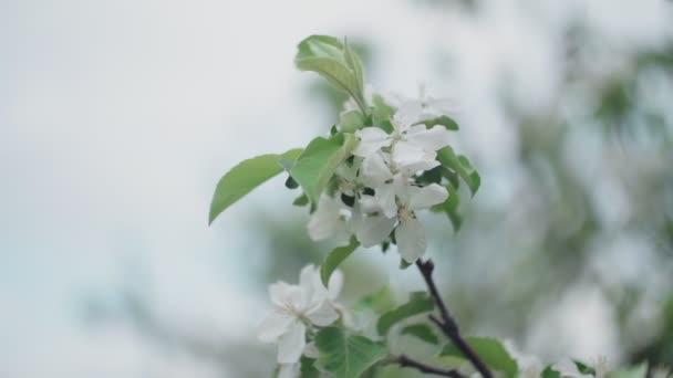 Ένα ανθισμένο κλαδί μηλιάς την άνοιξη με ελαφρύ άνεμο. Ανθισμένο μήλο με όμορφα λευκά λουλούδια. Κλάδος της μηλιάς που ανθίζει την άνοιξη στον ηλιόλουστο κήπο. — Αρχείο Βίντεο