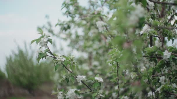 苹果树开花的枝条. — 图库视频影像