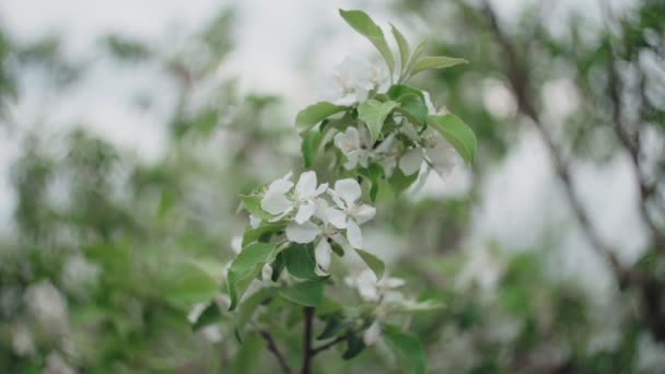 Branche fleurie de pommier contre le ciel bleu . — Video