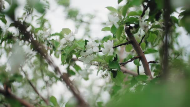 Floração Caranguejo macieira - ramo com flores contra fundo de grama verde — Vídeo de Stock