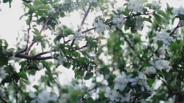 İlkbaharda hafif rüzgarla açan bir elma dalı. Güzel beyaz çiçekli çiçek açan elma. İlkbaharda açan elma ağacının dalları güneş bahçesinde.. — Stok video
