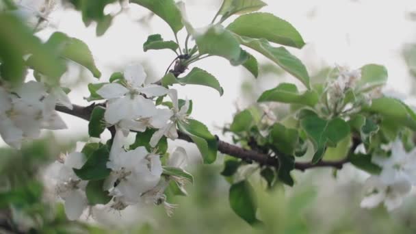 Çiçek açan elma ağacının dalları. — Stok video