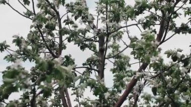 Genç elma ağacı üzerinde. Olgun elma ağacı üzerinde. Elma ağacı. Sulu elma ağacı dalı.