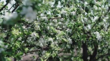 Beyaz çiçekli çiçek açan elma ağacı. Arkaplanda orman