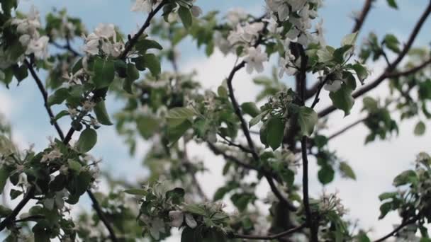 枝にリンゴの木のピンク色の花。風に揺れるクローズ アップ. — ストック動画