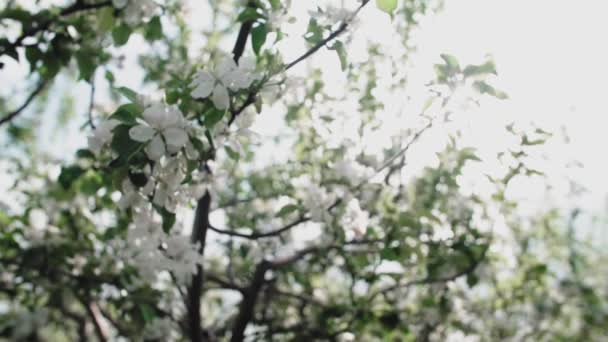 Um ramo florescente de macieira na primavera com vento leve. Maçã florescente com belas flores brancas. Ramo de macieira em flor na primavera no jardim de luz solar. — Vídeo de Stock