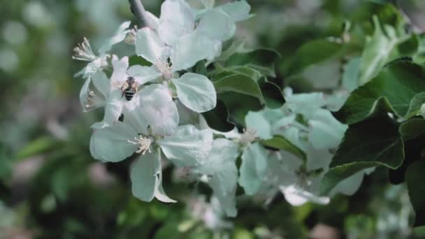 Apple tree flowers on branch and tree in blossom — Stock Video