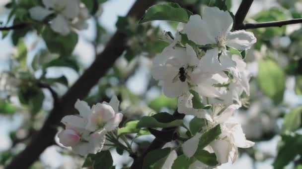 Pommier en fleurs. Macro shot fleur blanche sur le vent — Video