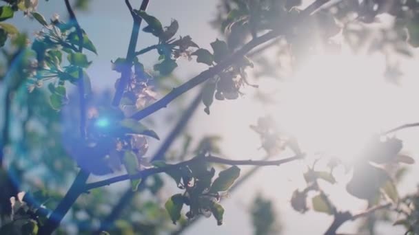 Vår, äppel träd, blommande frukt träd gård, närbild. — Stockvideo