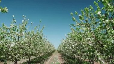 Yeşil elma elma ağacının altında yerdeki büyük grup