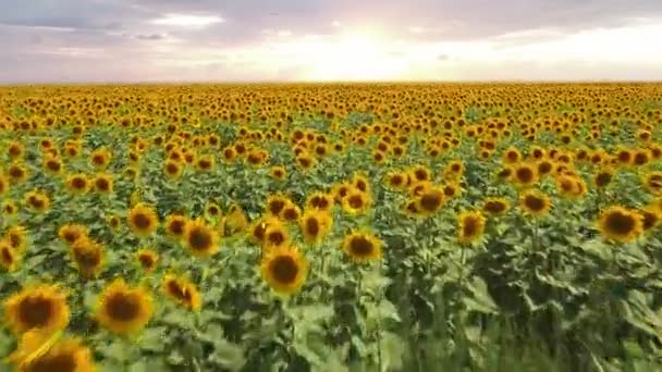 Безпілотник літає над соняшниковим полем, рухаючись по полю соняшників — стокове відео