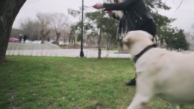 Şehir parkında Labrador köpeğini çalıştıran çekici kadın.