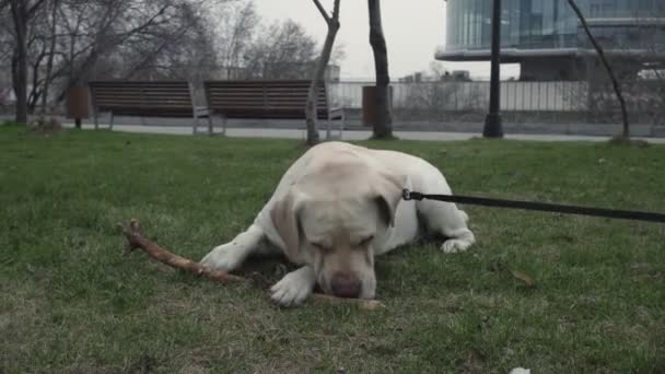 Retriever labrador happy dog plays on the ground in the park — Stok Video