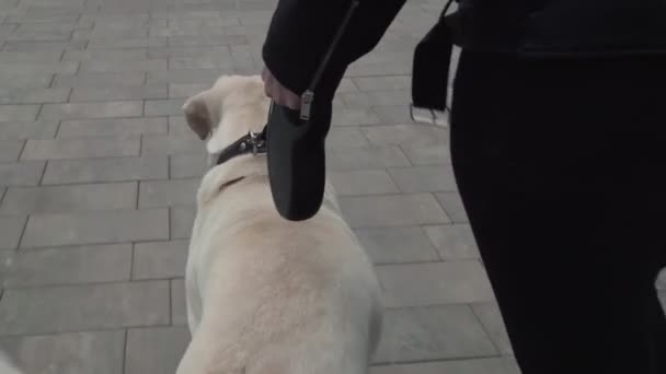 Donna irriconoscibile cammina con il cane labrador retriever felice nel parco della città — Video Stock