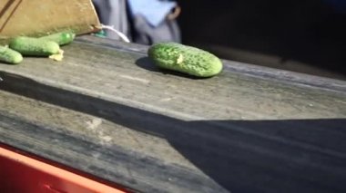 Sebzelerin İşlenmesi İçin Otomatik Hat. Salatalığı koruyorum. Salatalık toplamak ve onları ağ torbasına koymak.