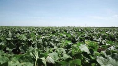 Karışık salatalık tarlası. Güzel tarım arazisi..