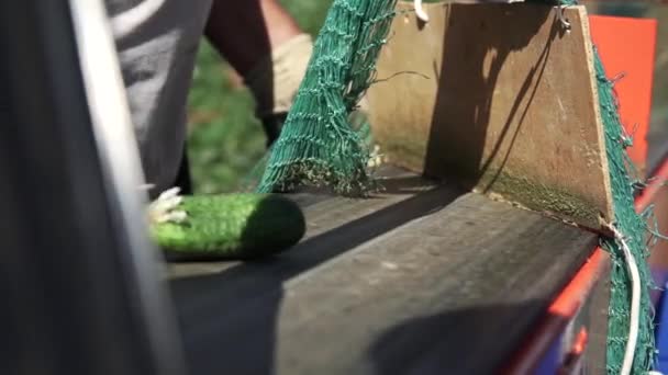 Línea Automática de Procesamiento de Hortalizas. Preservando pepino. Cosechando pepinos y empacándolos en una bolsa de malla — Vídeos de Stock